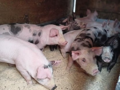 Schweine Duroc x Pietrain