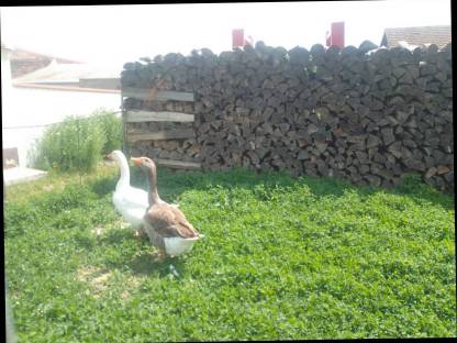 Gänse