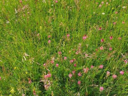 Bild 7:Heu Rundballen