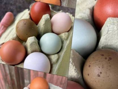 Bild 4:Bruteier Bunte Mischung