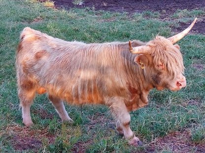 Bild 3:Hochlandrinder Stiere