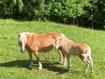 Haflinger Hengstfohlen