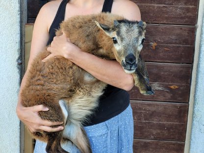 Kamerun/Soay Mix Lämmer