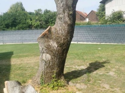 Nussbaumstamm
