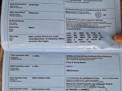 Bild 5:Noriker Wallach Hektor Vulkan