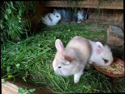 Bild 5:Löwenkopf Zwergkaninchen ganzjährig zu vergeben
