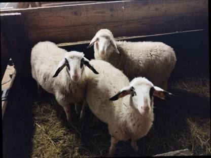 Verkaufe 3 Brillenschaf-Lämmer