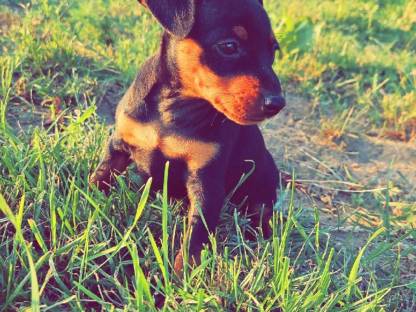 Zwergpinscher Welpen