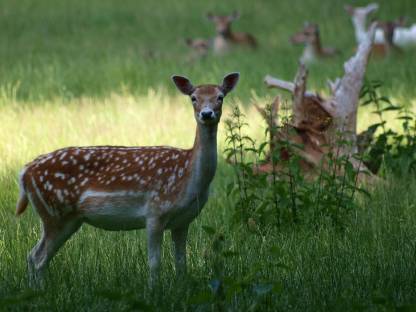 Damwild Damhirsch
