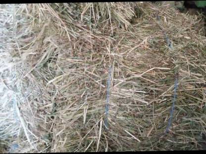 Bild 2:Bio Wiesenheu HD-Ballen