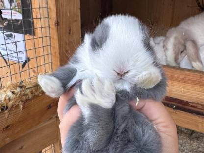 Bild 7:Minilop babys