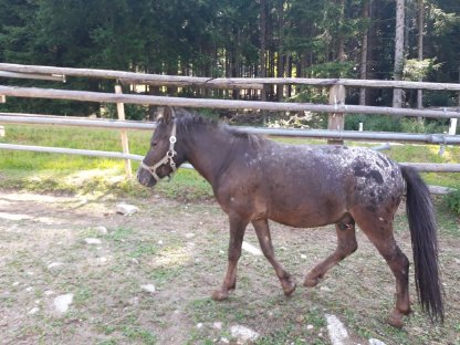 Bild 3:Ponywallach zu verkaufen