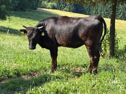 Wagyu Kuhkälber,BIO