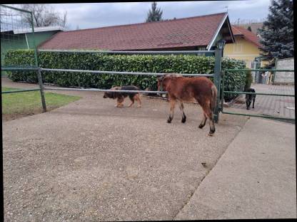 Bild 7:Pony Wallachfohlen zu verkaufen, geb. 7. Juli 24