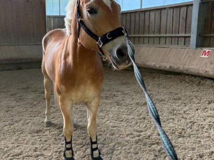 Bild 8:Wunderschöner Sporthaflinger zu verkaufen