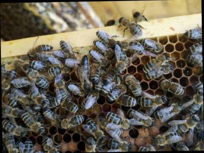 Bild 4:Bio Bienen, Kehrschwärme, Ableger, Carnica, Bio zertifiziert