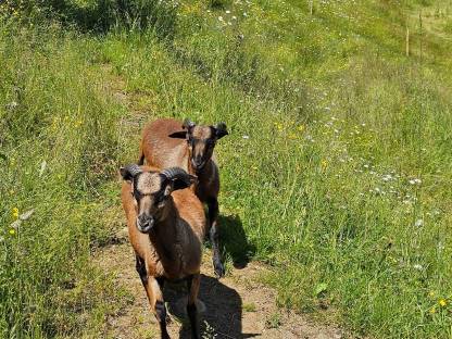 Bild 3:Kamerunböcke