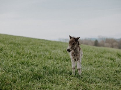 Pony-Hengstfohlen Kalimero