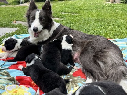 Reinrassige Border Collie Welpen abzugeben – geboren am 20.