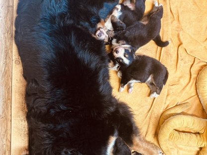 Bild 2:Reinrassige Berner Sennen Welpen