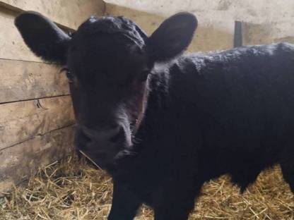 3 Kl. Schwarze Dexter Stiere