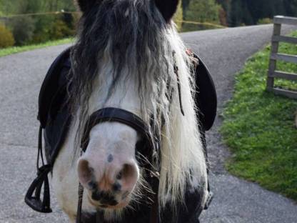 Bild 4:Tinker-Pony-Mix Stute