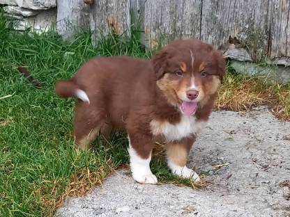 Australian Shepherd