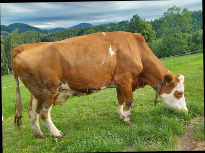 Fleckvieh Kuh/Mutterkuh trächtig 5. Kalb