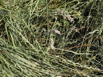 Bild 4:Heu, Kleinballen, Schwedenreiter, Hifel, Heuballen