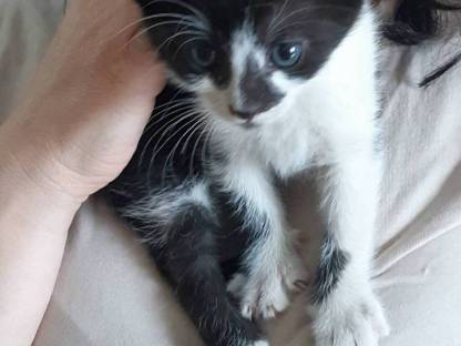 Katzenbabys