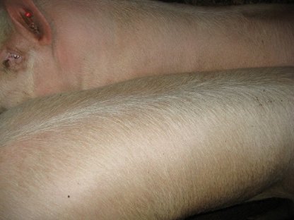 Schlachtschwein/Mastschwein