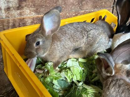 Bild 3:Kaninchen