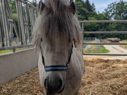 Shetlandpony