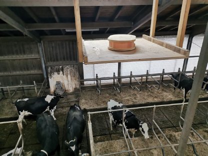 Bild 3:SYKK im Einsatz bei Milchkühen