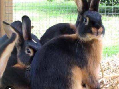 Schwarzloh-Kaninchen zu verkaufen