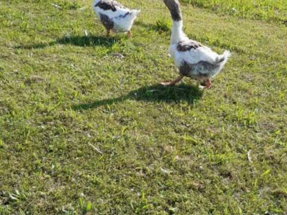 Bild 2:Pommerngänse gescheckt und Warzenenten