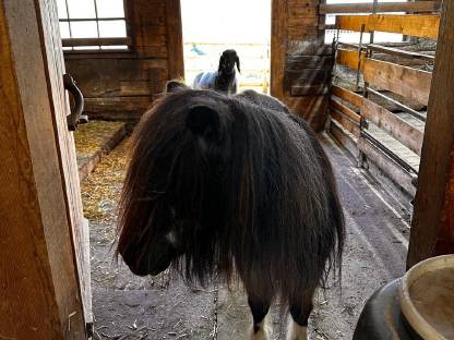 Bild 4:Neuer Preis! Einstellplatz für Pferd oder Pony