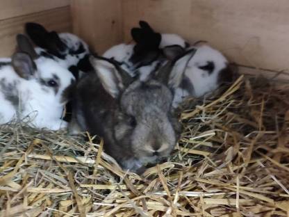 Bild 2:Mischling Hasen