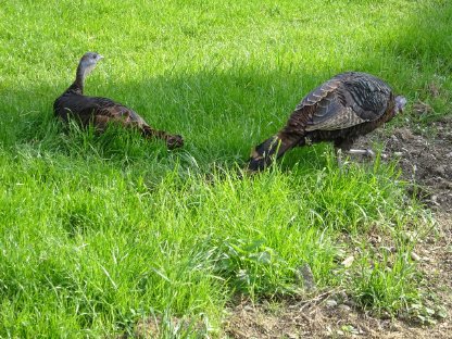 Bild 7:Nordamerikanische Wildpute, 1 Henne vom 3.7.2024