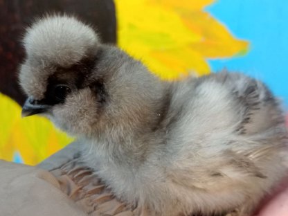 Bild 4:Seidenhuhnküken-Jungtiere