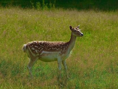 Bild 2:Damwild Damhirsch