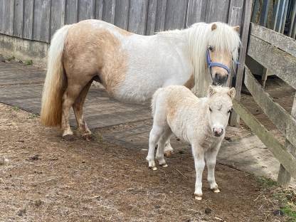 Bild 2:Minishetty, Minipony Stuten