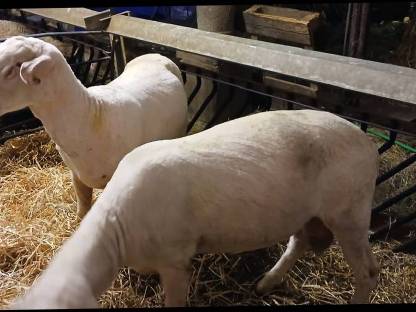 Bild 5:Merinowidder, Zuchtwidder