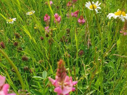 Bild 6:Heu Rundballen