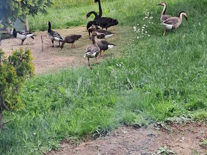 Schwanengänse, Blässgänse