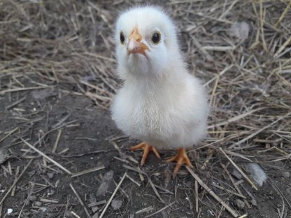 Bild 7:Bunte Hühner