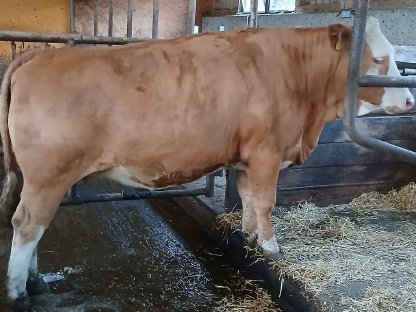 Trächtige Bio FV Kalbin zu vergeben