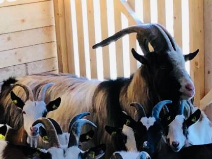 Bild 2:Steirerschecken Zuchtbock