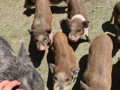 Bild 4:Minihängebauch-Schweine