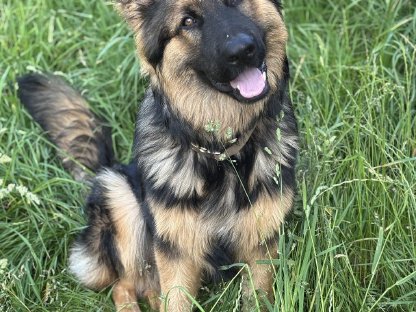 Altdeutscher Schäferhund mit Ahnentafel